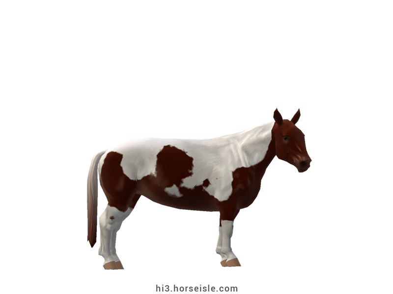 Cow-pony Holstein Liver Chestnut Tobiano Coat